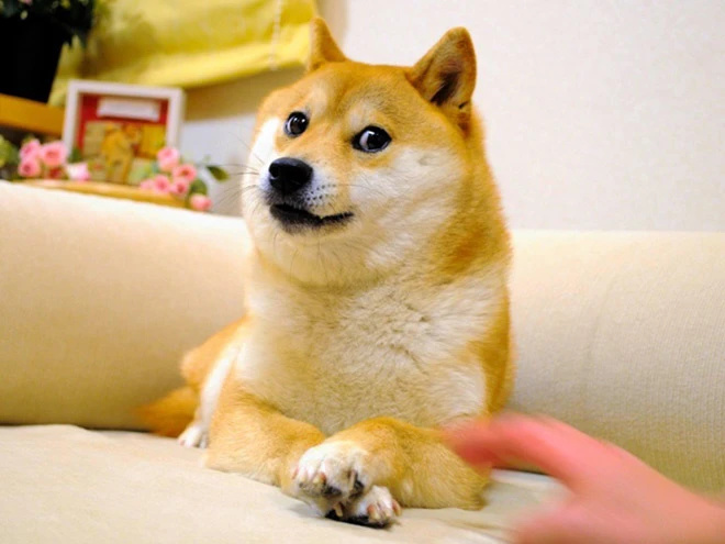 籨|ƻͱɾƬ bug ԭ/ doge ԭͲȮ