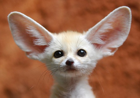 Fennec