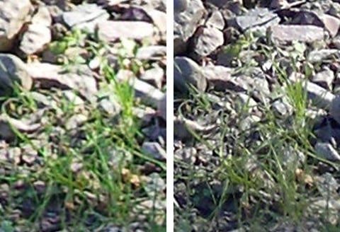 detail-crop-1