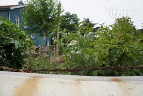 SONY DSC