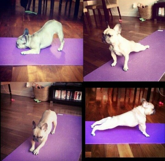 funny-french-bull-dog-yoga-downward-facing-dog-540x526