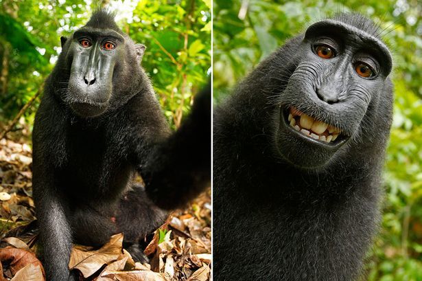 PAY-Monkey-selfie