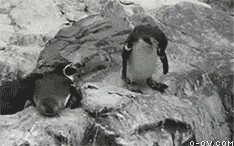 qq