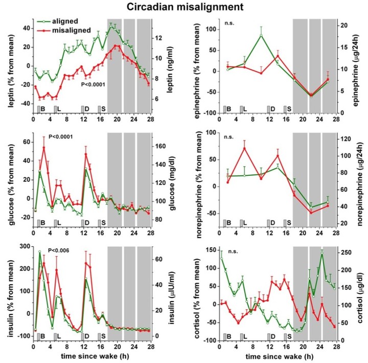 scheer_circadian-1024x1010