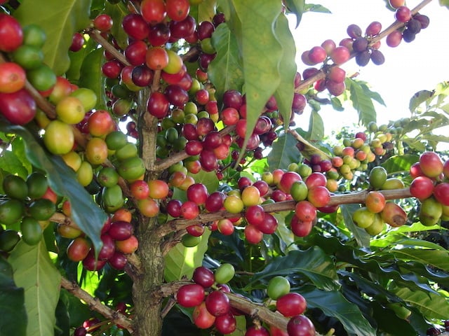 Coffee-Plant