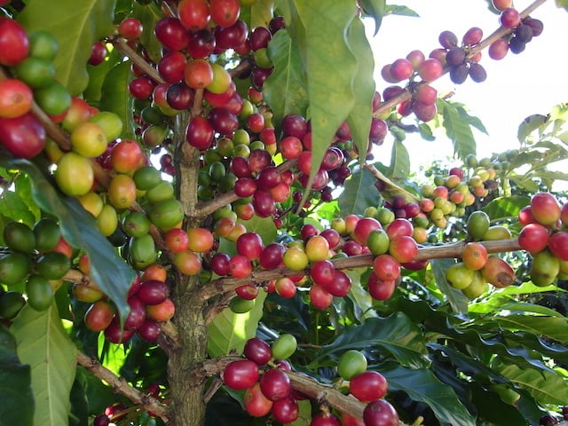 Coffee-Plant