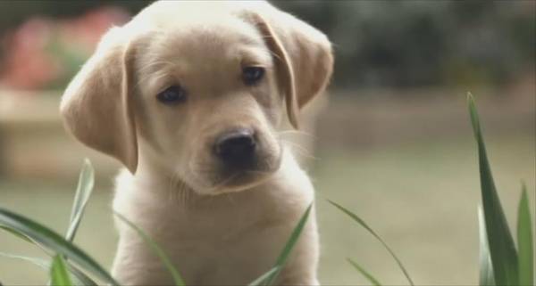 在国内 导盲犬面临着什么 爱范儿