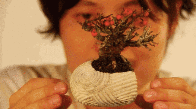 floatingbonsai4