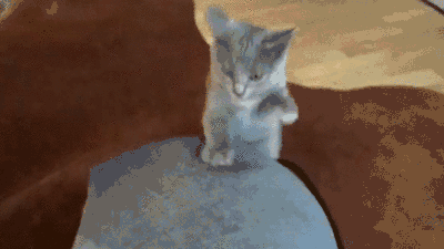 cat-scratcher