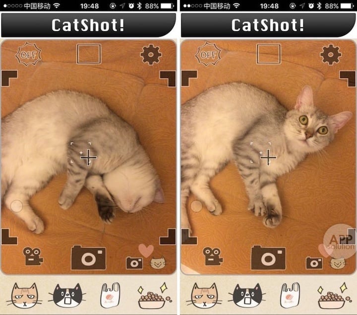 catshot 5