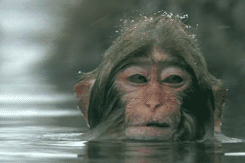 monkey hair