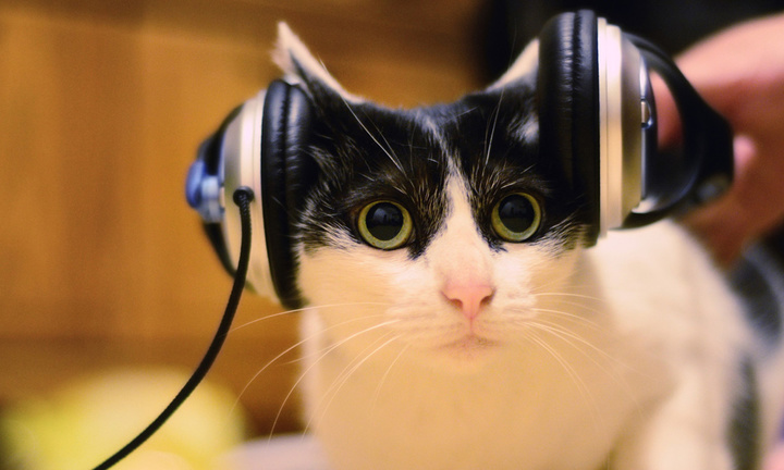CAT-LISTENING-MUSIC-facebook