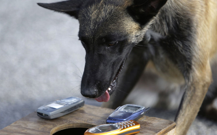 cell phone sniffing prison dog