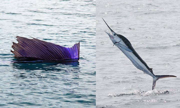 neuxs-White_Marlin_in_North_Carolina_Pacific-sailfish