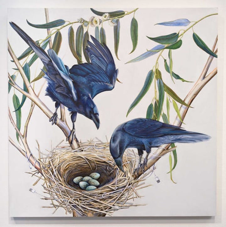 ravens in a eucalyptus tree-artshow of (no)NATIVE