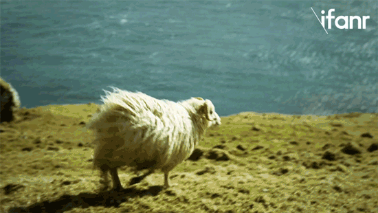 sheep360g2