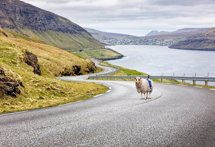 wewantgooglestreetview-sheep-view-360-faroe-islands-1