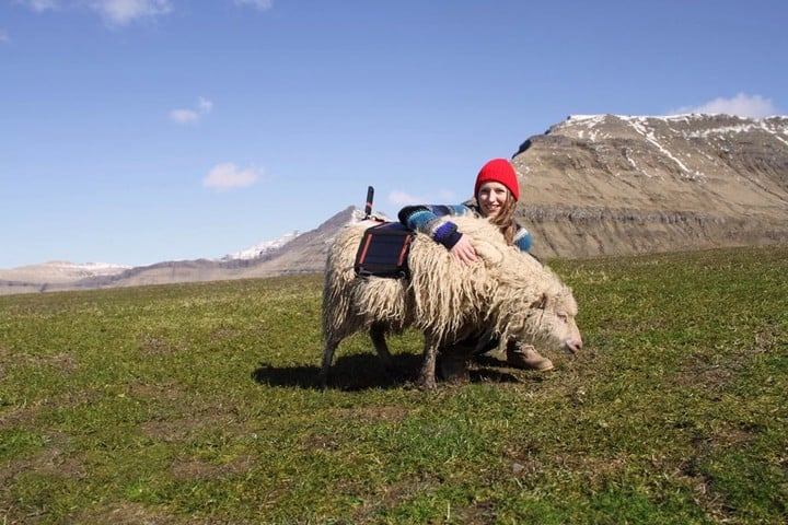 wewantgooglestreetview-sheep-view-360-faroe-islands-4