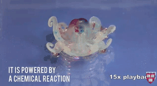 Octobot harvard 1