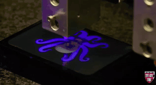 Octobot harvard