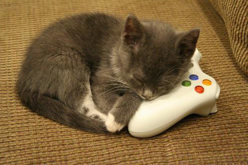 Xbox-cat