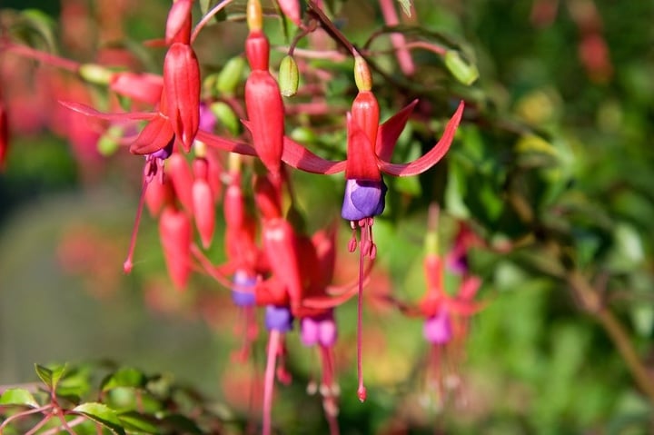 fuchsia-1997_960_720