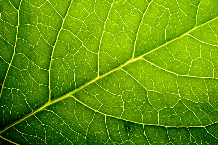 leaf veins