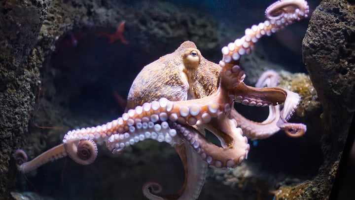 octopus