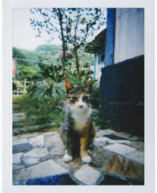 dongtu