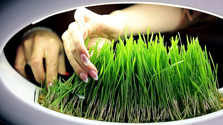 cuting-wheatgrass