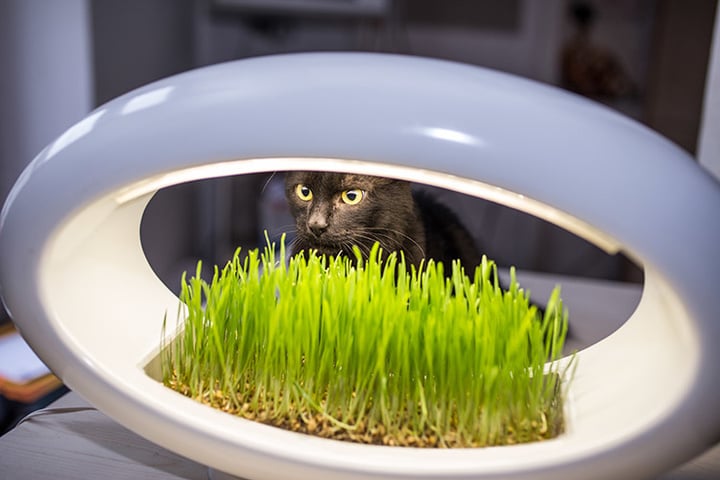 grass-for-cat_fix