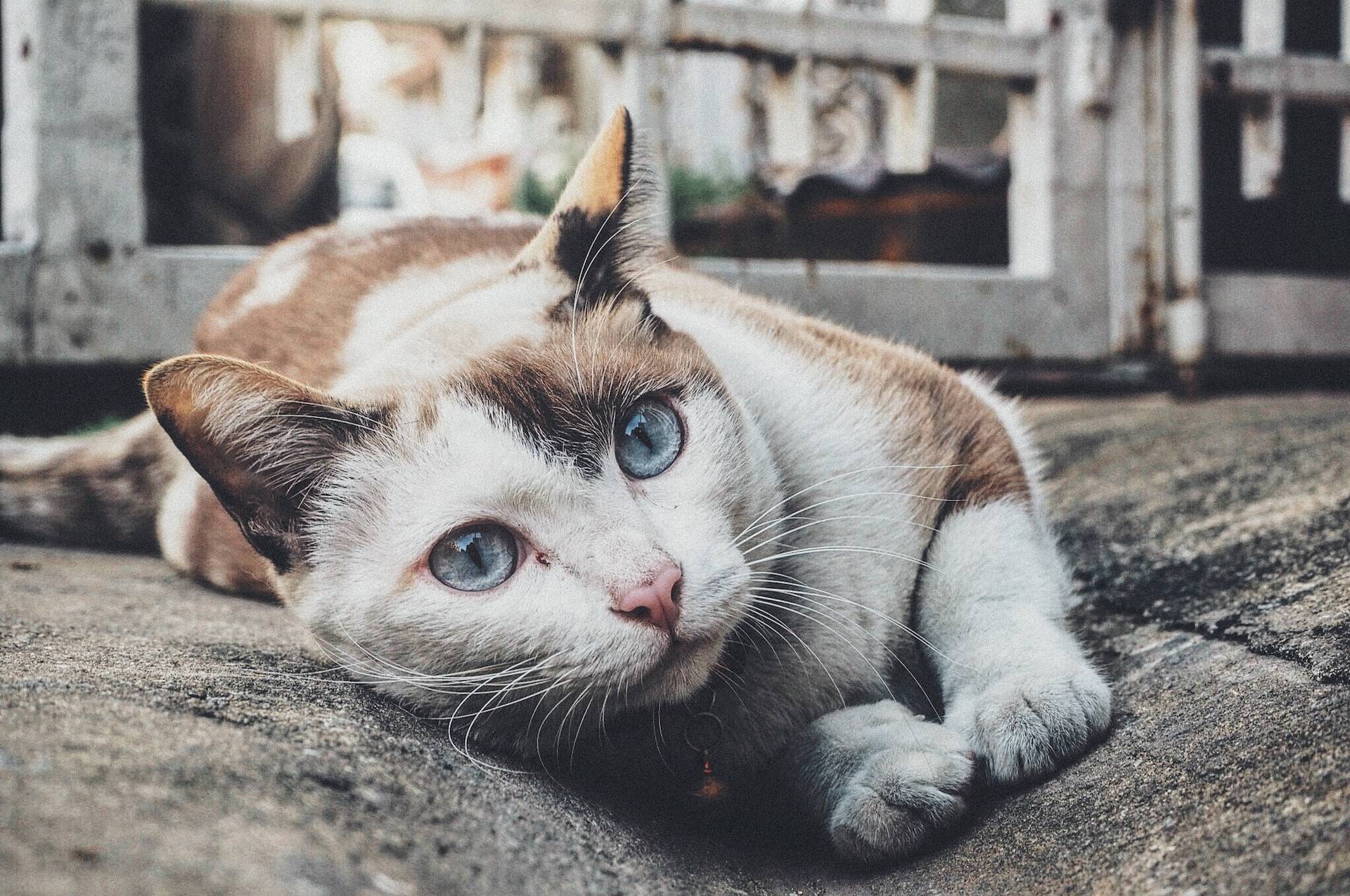 人类被猫驯化史 爱范儿