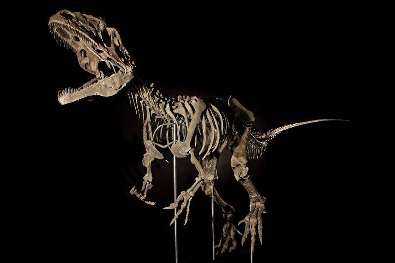 越来越多的恐龙化石被高价拍卖 博物馆和科学家都买不起了 爱范儿