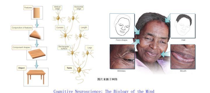 模拟人类大脑 ：人工智能的救赎之路 ？