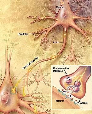 模拟人类大脑 ：人工智能的救赎之路 ？