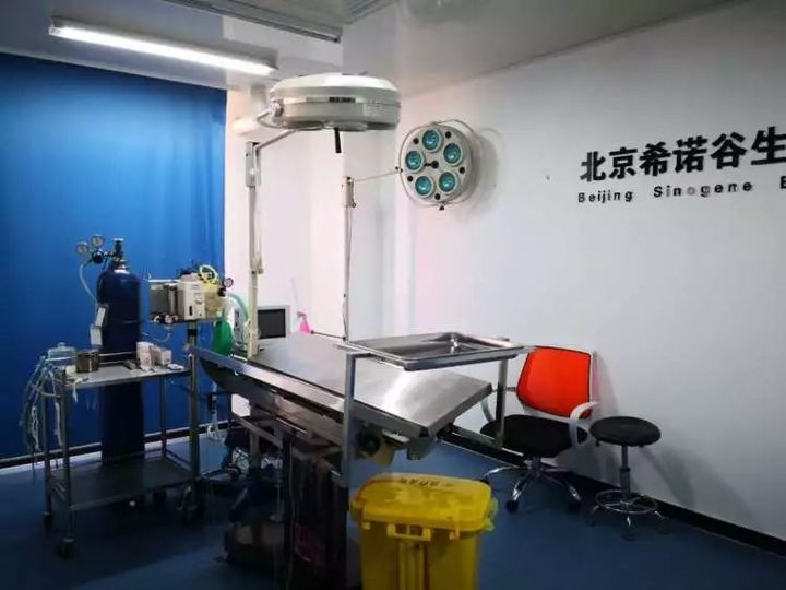 38 万,克隆一只宠物 38 万,克隆一只宠物