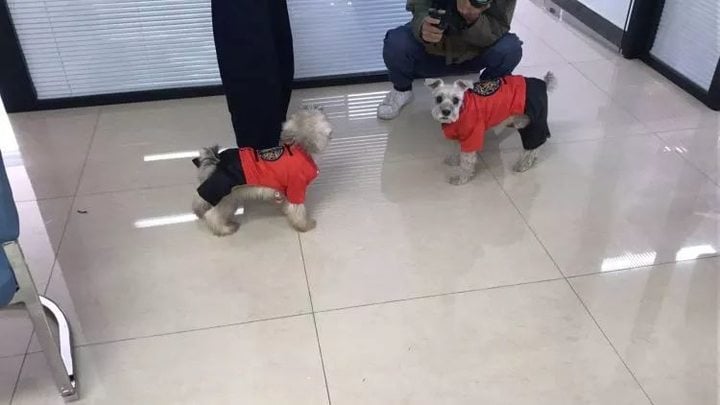 38 万,克隆一只宠物 38 万,克隆一只宠物