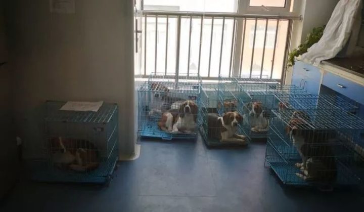 38 万，克隆一只宠物