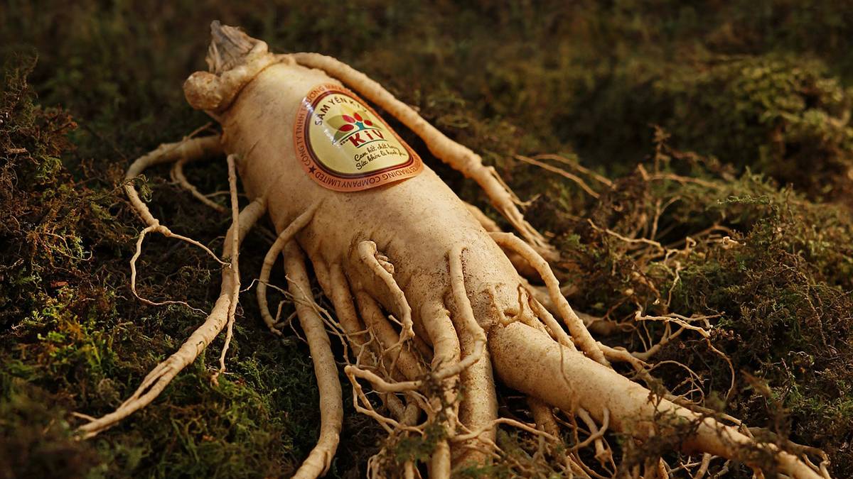 中国人快把北美的野生人参吃光了 爱范儿