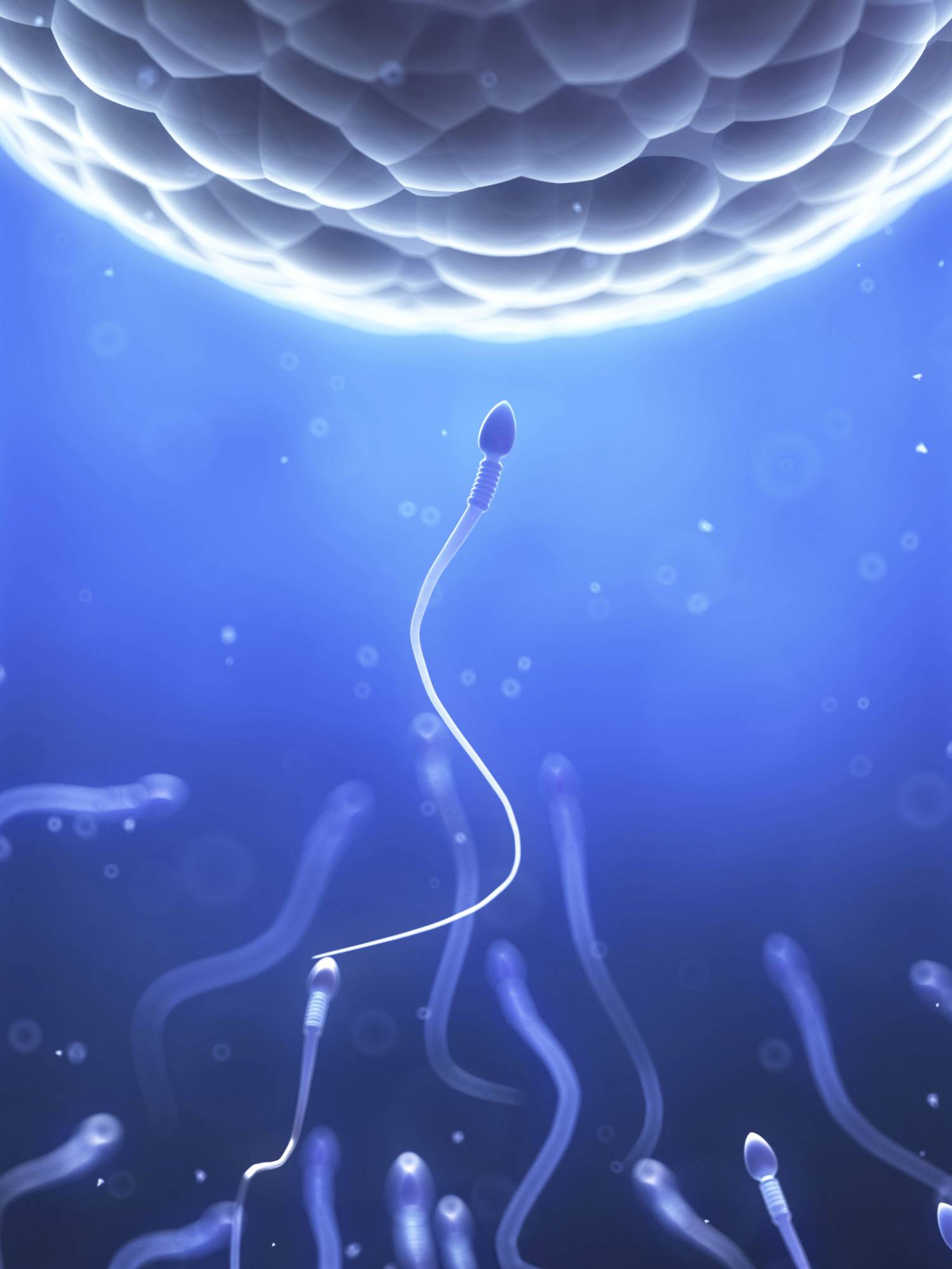 20160329 sperm - Il numero di spermatozoi da una generazione all’altra non è pari a quello di una generazione e in futuro potrebbe essere ereditato da spermatozoi artificiali.