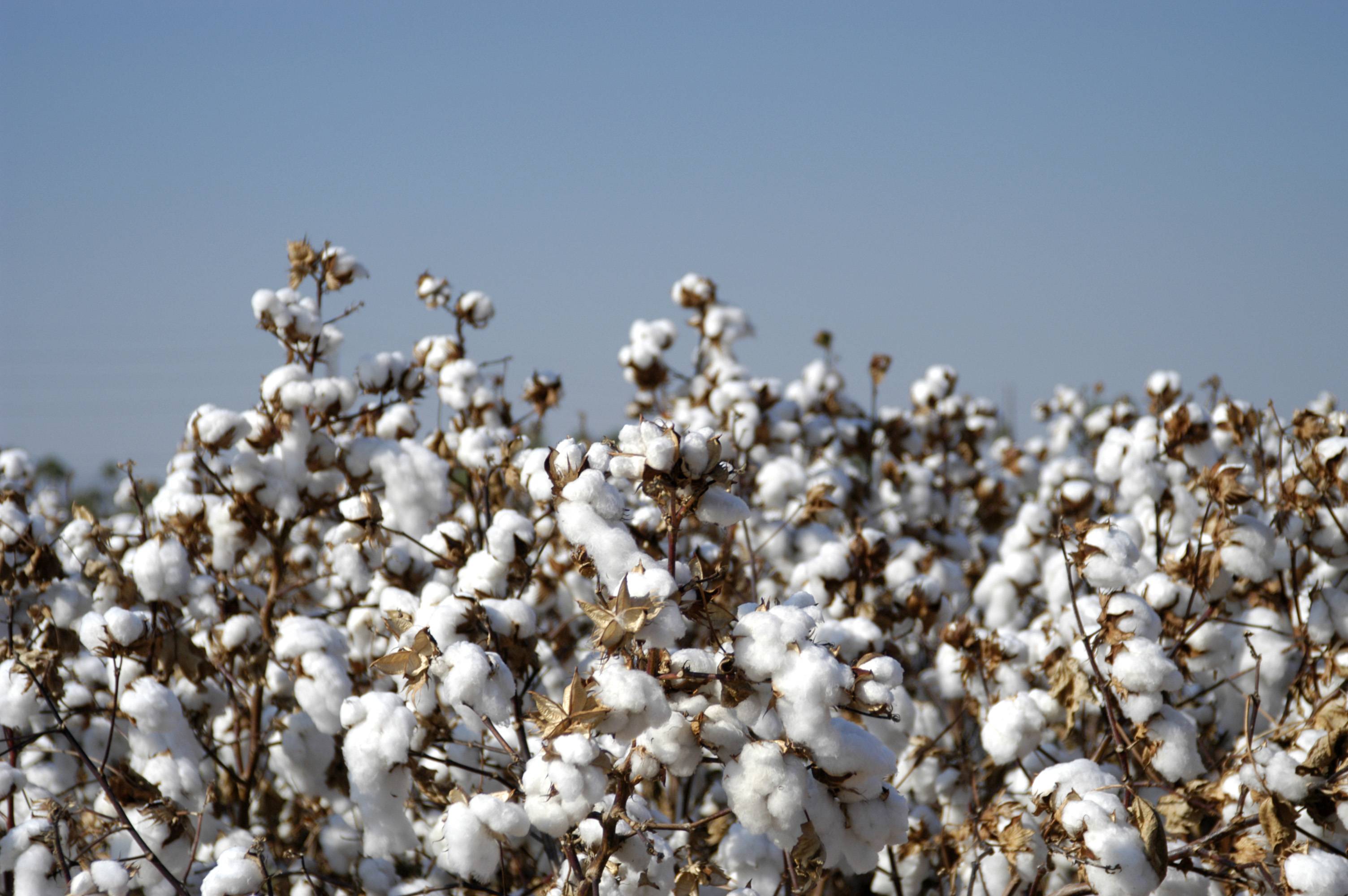 Sachverhalt und Gerücht: Auf den Baumwollfeldern von Xinjiang gibt es keine Menschen, zwei Menschen müssen 3000 mu verwalten - BASF Cotton 0