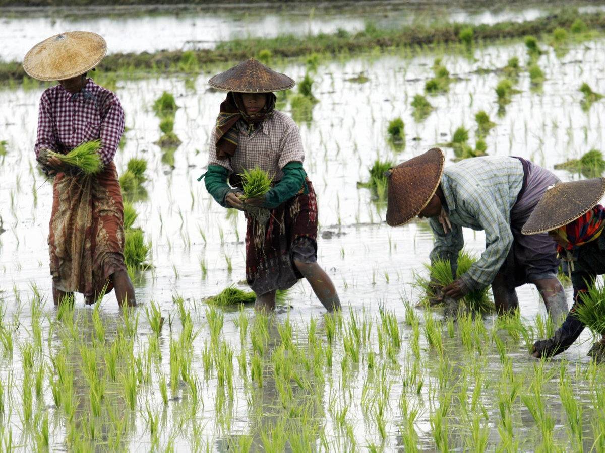 rice farming paddies - Dopo essere sceso a vedere le risaie, ho scoperto che gli agricoltori di oggi sono più responsabili di quanto pensi