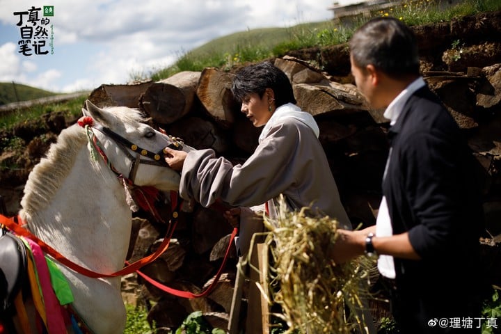 dingzhen.jpg!720