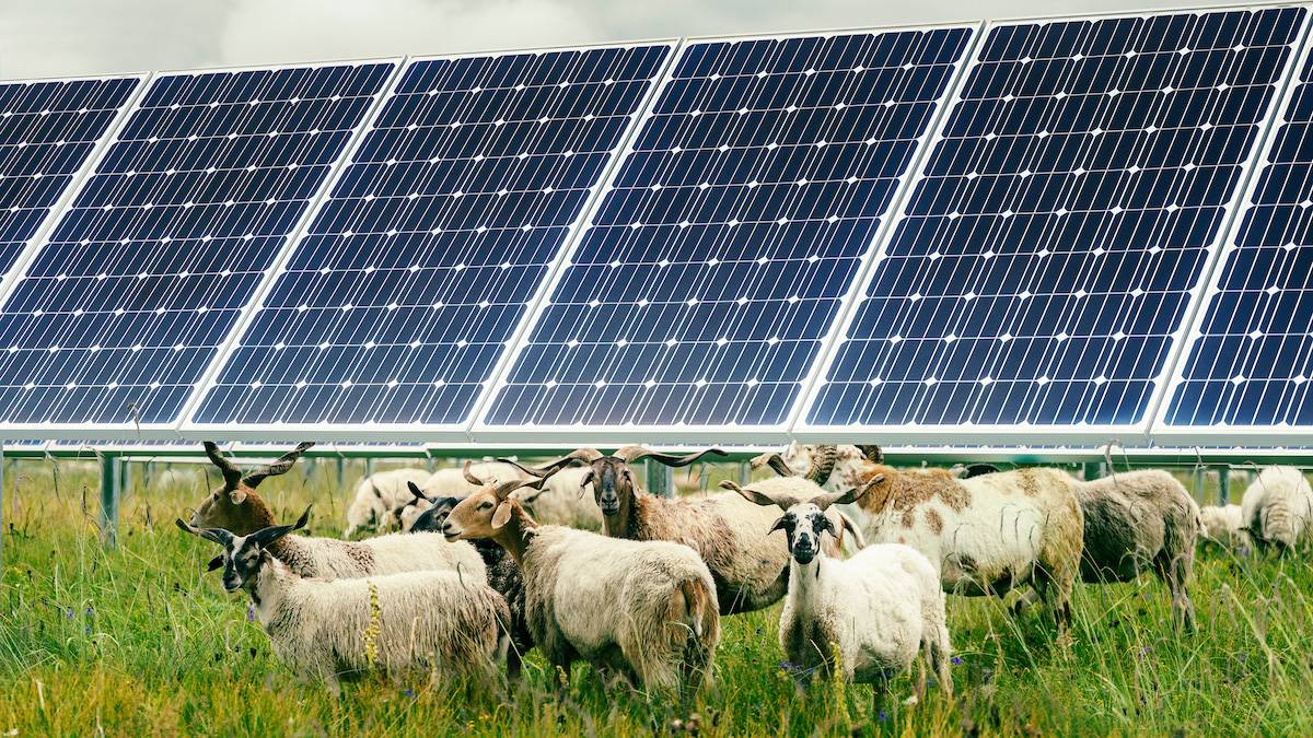 Apple double the number of its Chinese suppliers to renewable energy sheep and solar power 10282021 - La nuova sede di Uber ha uno speciale “sistema respiratorio”