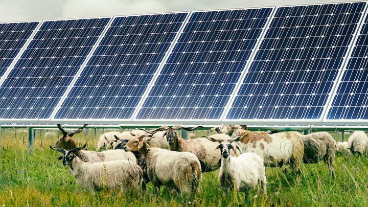 Apple_double-the-number-of-its-Chinese-suppliers-to-renewable-energy_sheep-and-solar-power_10282021.jpg!720