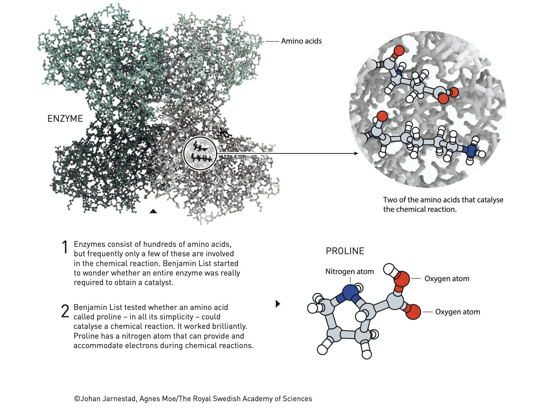 talkfresh 202 - Assegnato il Premio Nobel per la Chimica 2021: l’mRNA caldo accompagna la gara, regalando questa ricerca che potrebbe cambiare la tecnologia farmaceutica e delle batterie
