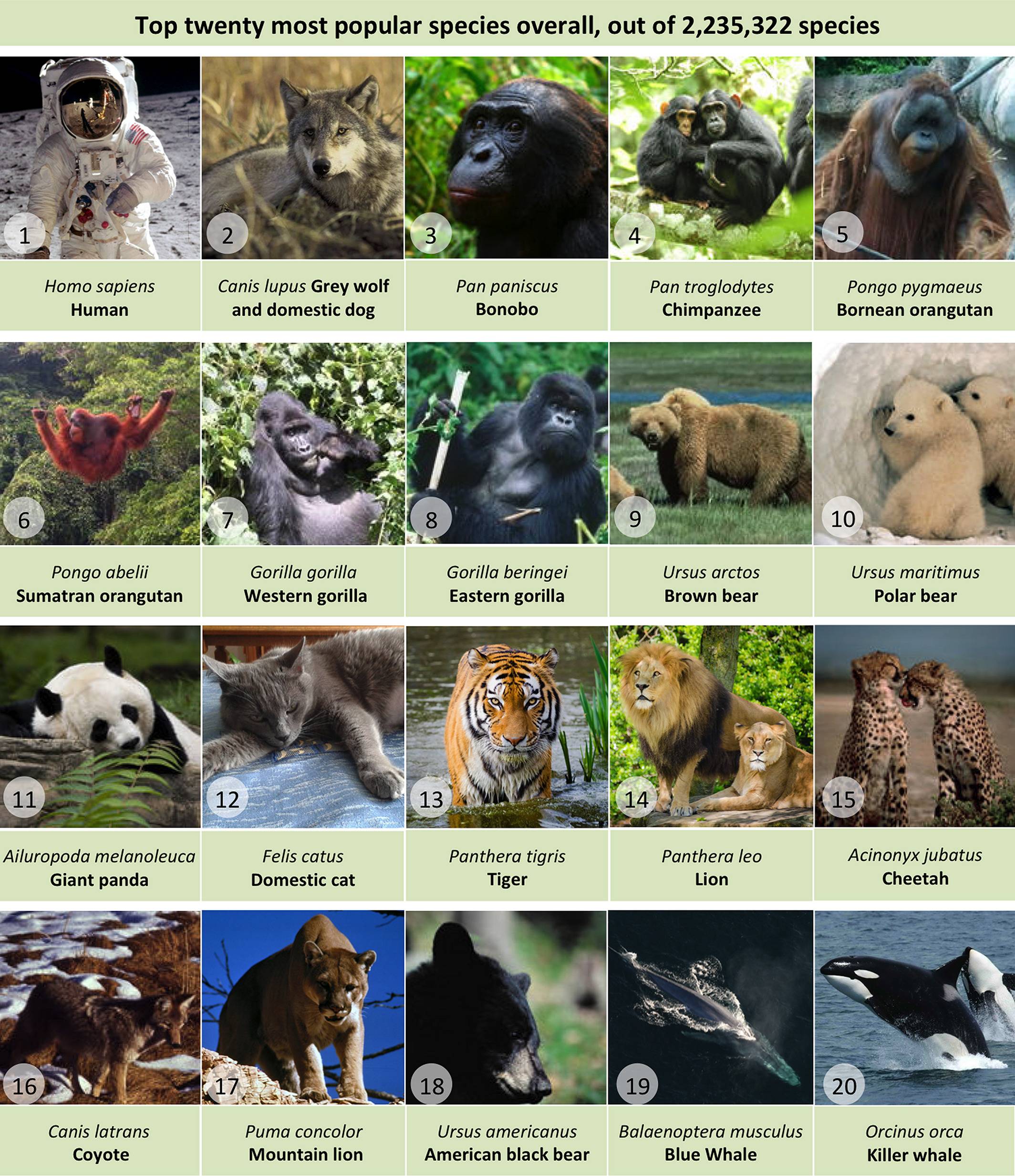 besjournals4 - Più di 2,23 milioni di specie nel mondo sono la “mappa biologica” più completa della storia