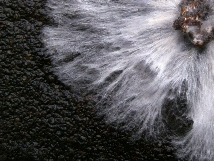 「蘑菇皮革厂」要扩张，纯素包包环保吗