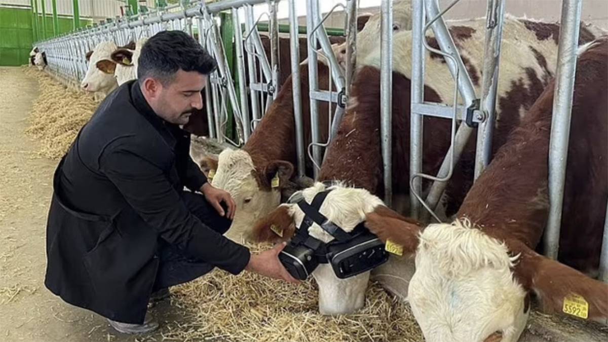 niu2 - Cinque anni di selfie NFT da quasi un milione di dollari, le mucche che indossano occhiali VR producono più latte, il web3 è ancora centralizzato?