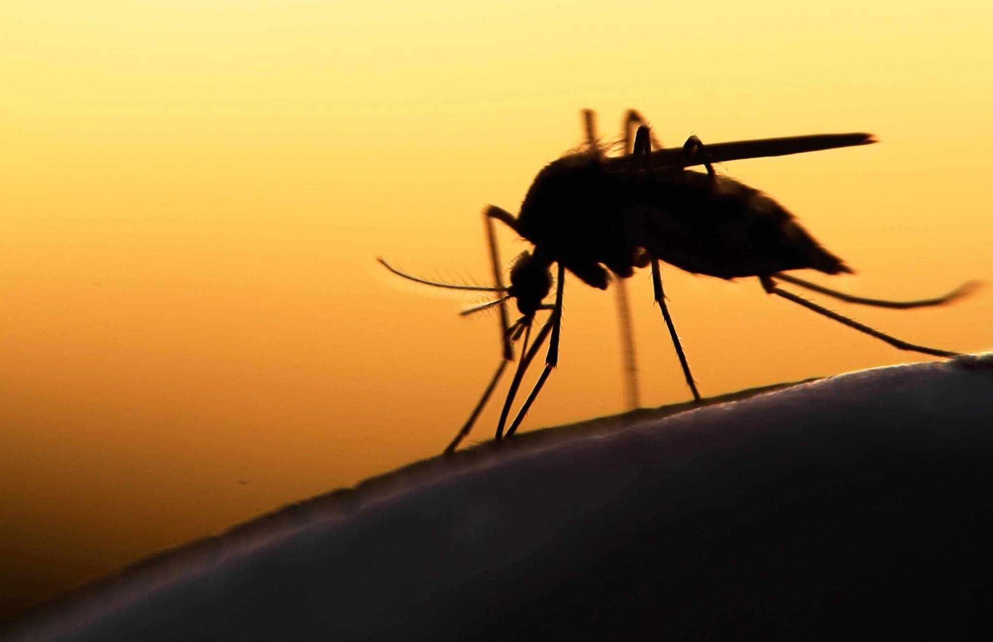 美国放7.5亿只转基因蚊子，吓坏当地人！_读特新闻客户端